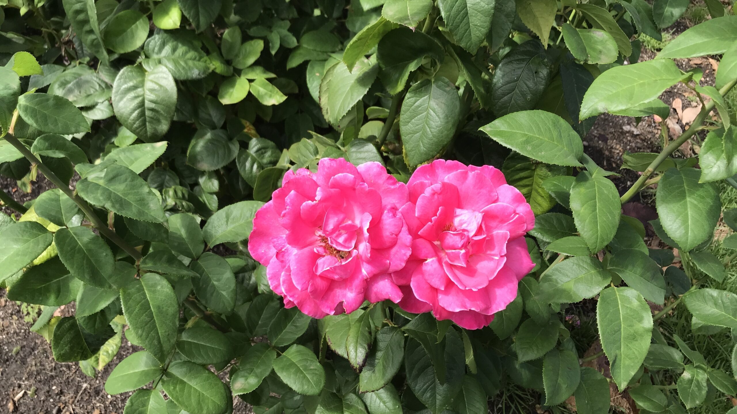 D4CC5934-F70A-4956-B1DC-09D37425DE48